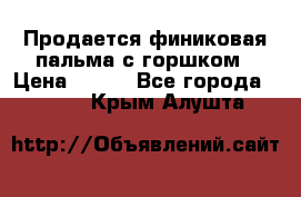 Продается финиковая пальма с горшком › Цена ­ 600 - Все города  »    . Крым,Алушта